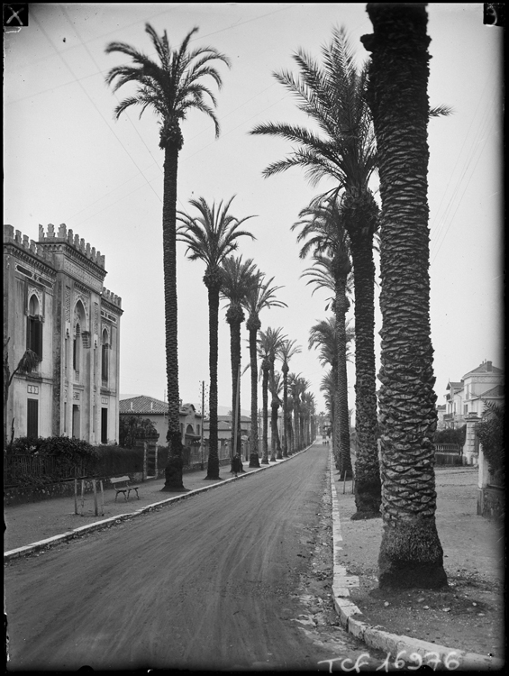 Allée de palmiers [et villa tunisienne]