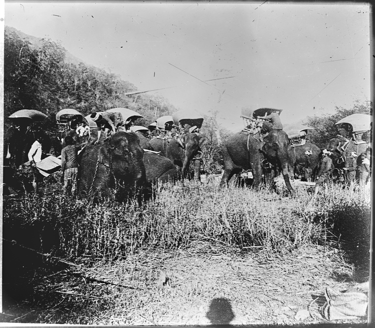 Transport à dos d'éléphant