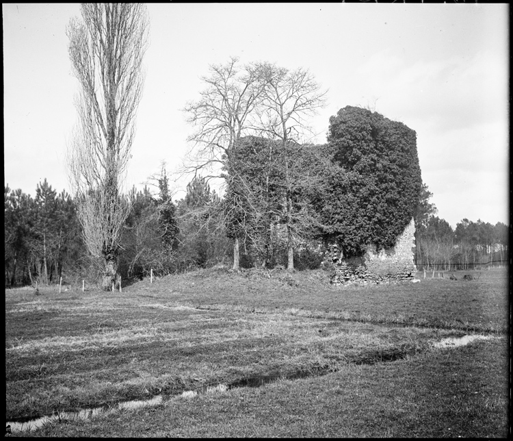 Tour ruinée envahie de végétation