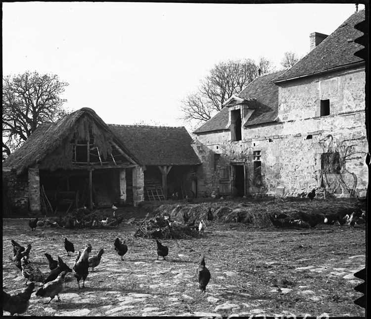 Cour de ferme [Volaille]