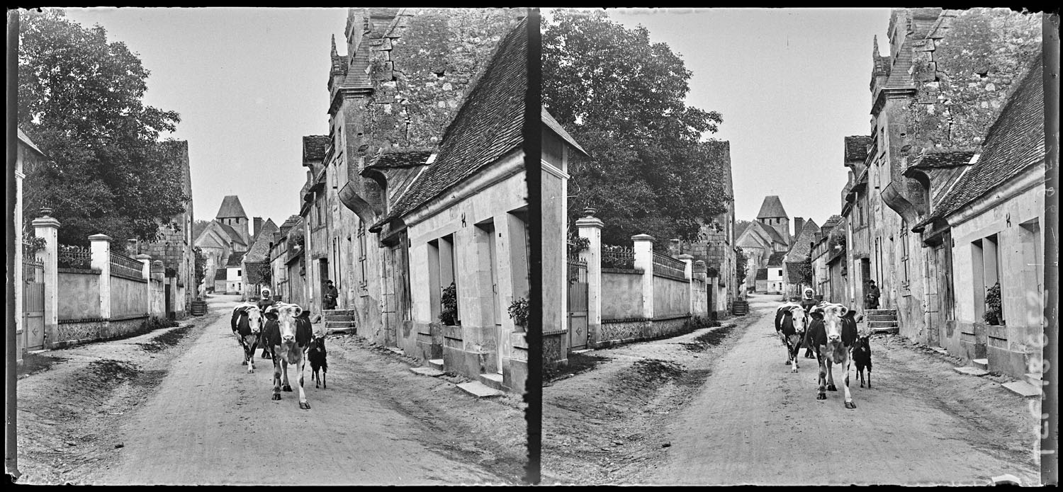 Bovins dans une rue du village