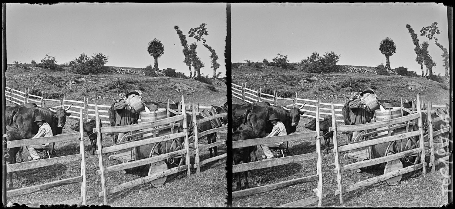La traite des vaches