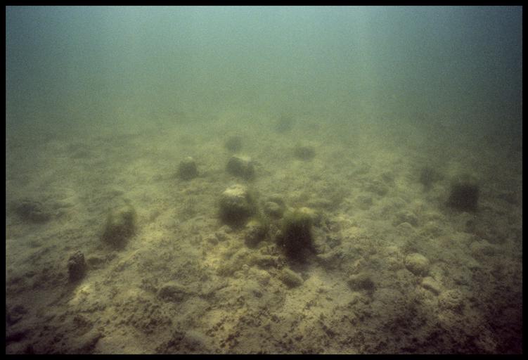 Vue sous-marine des pieux de bois in situ (fouille A. Marguet/Drassm).