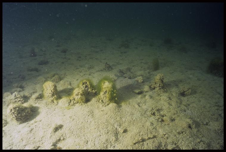 Vue sous-marine d'une série de pieux de bois in situ (fouille A. Marguet/Drassm).