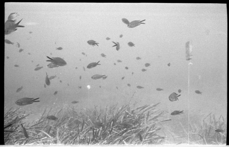 Vue sous-marine d'un banc de poissons au dessus du site (fouille A. Tchernia).