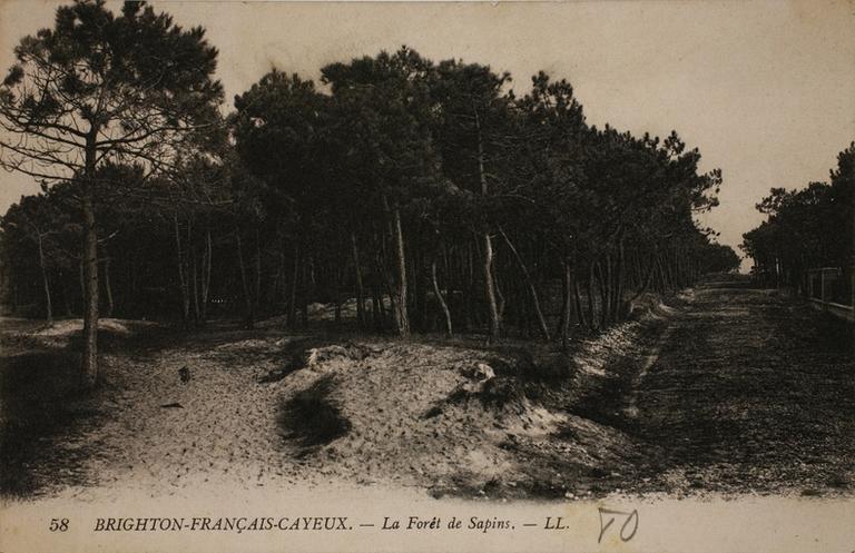Forêt de Sapins