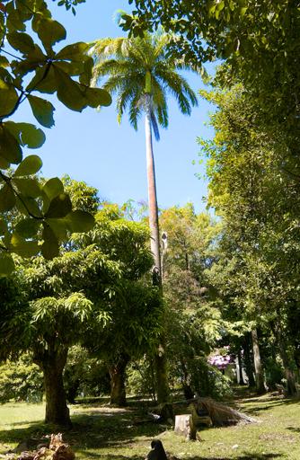 Le parc, vue d'une allée