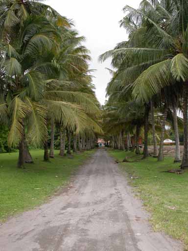 Allée de cocotier. Vue d'ensemble.