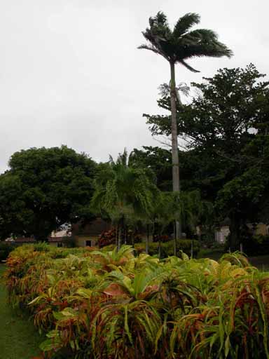 Haie de crotons.