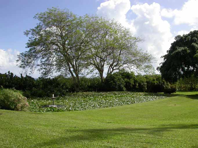 Plan d'eau. Vue d'ensemble.