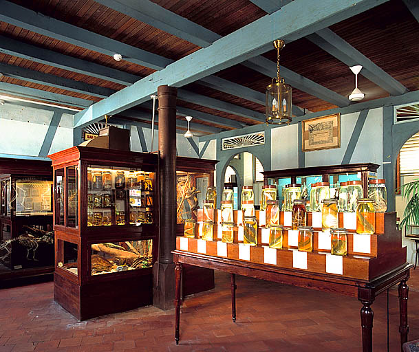 Les collections d'histoire naturelle du rez-de-chaussée.