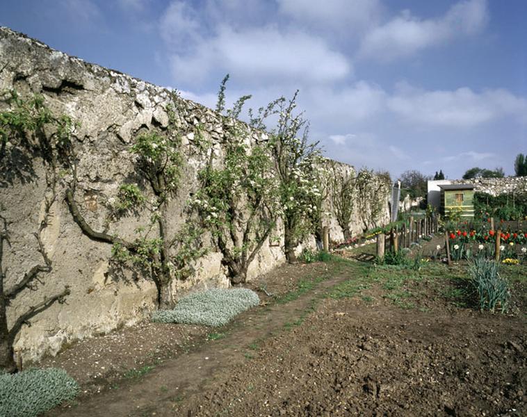 Clos transformé en jardins familiaux : vue de poiriers palissés.