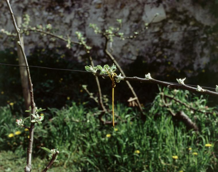 Détail d'une branche de pommier attachée par un lien d'osier.