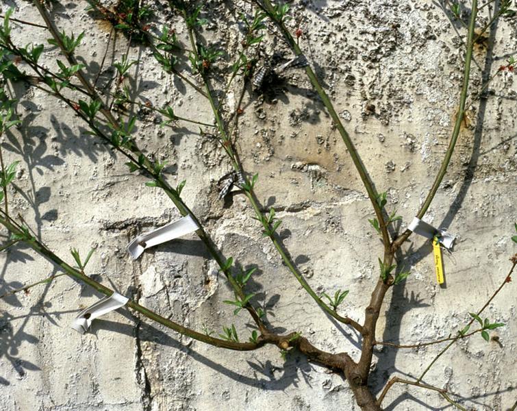 Un pêcher : détail des branches palissées à la loque.