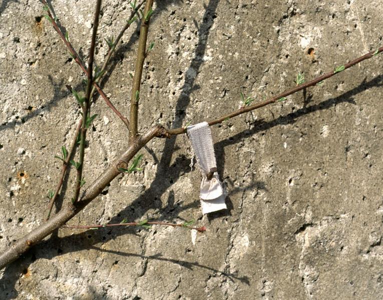 Un pêcher : détail d'une branche palissée à la loque.