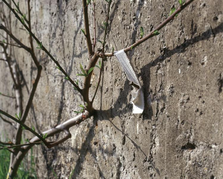 Un pêcher : détail d'une branche palissée à la loque.