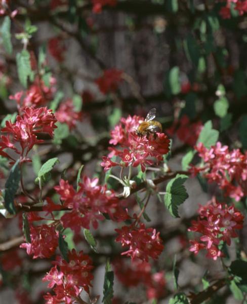 Détail d'arbre fruitier en fleur avec bourdon.