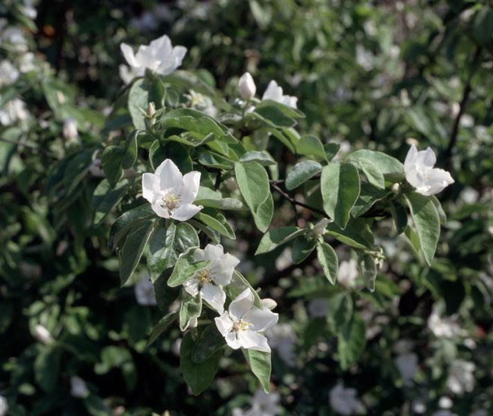 Détail de cognassier en fleur.