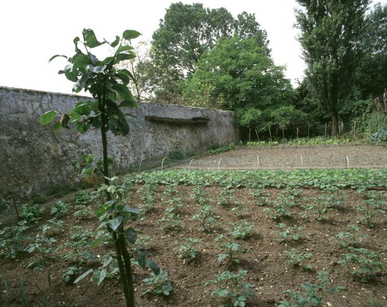 Cultures maraîchères dans un jardin familial aménagé dans un ancien clos à pêches.