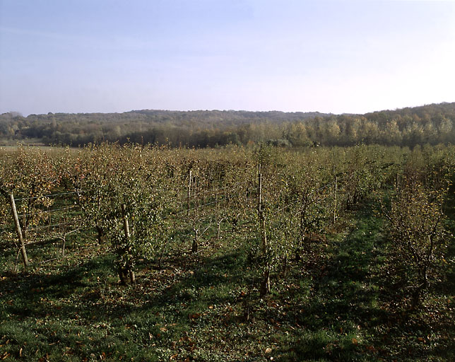 Vue des vergers vers Orgeval.