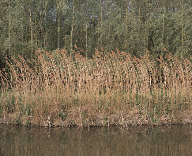 Végétation sur les bords de l'Orge photographiée depuis la Promenade sur l'Orge.