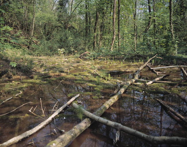 Bourbier dans le bois qui occupe la partie basse du parc du câteau ; la présence de sources avait donné lieu au 18e siècle à l'aménagement de jeux d'eau.