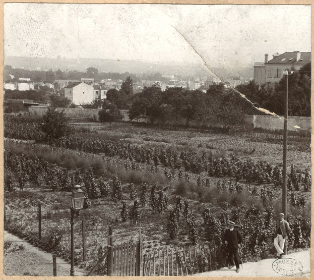 Vue d'un jardin enore planté de vigne, à la fin du XIXe siècle.