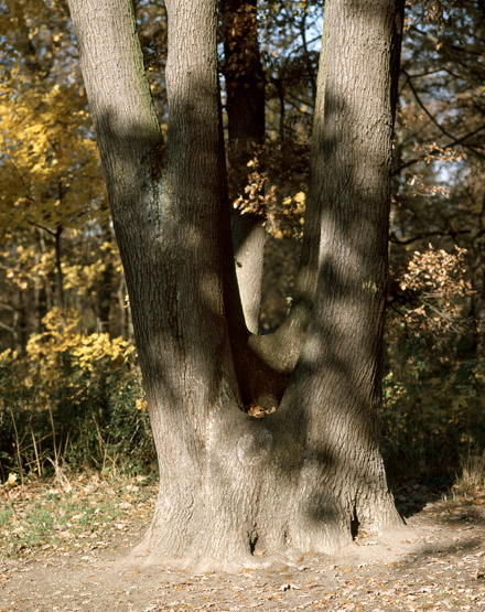 Détail d'un arbre.