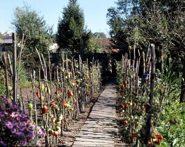 Allée de tomates dans un jardin au sud de la rue des Fabriques.