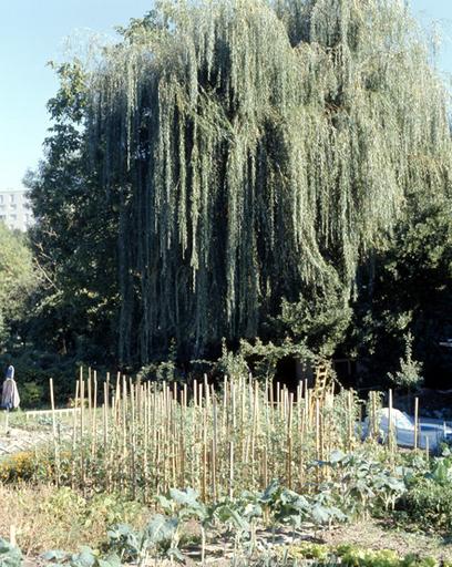 Vue d'un jardin, avec son saule.