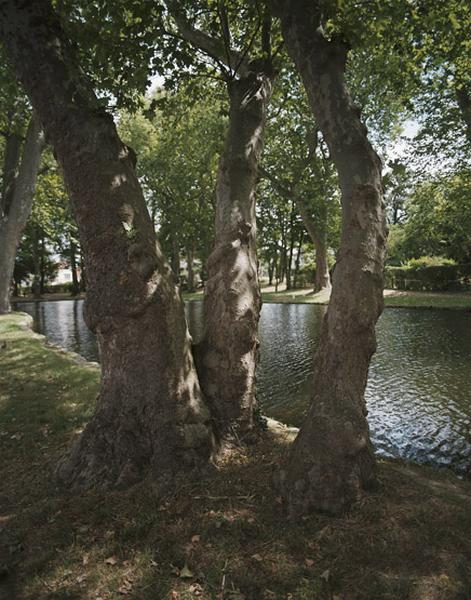 Groupe de platanes au bord de l'étang.