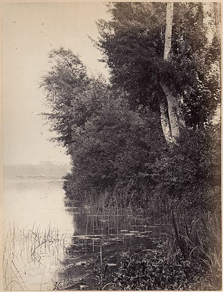 Bords de Marne. 'De Joinville à Champigny, étude de végétation'.