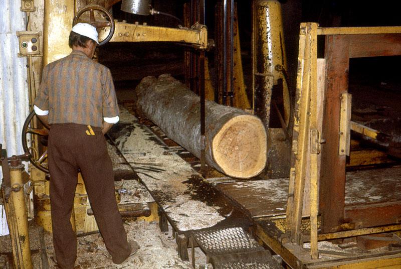 Débit du premier découvert sur une grume de merisier.