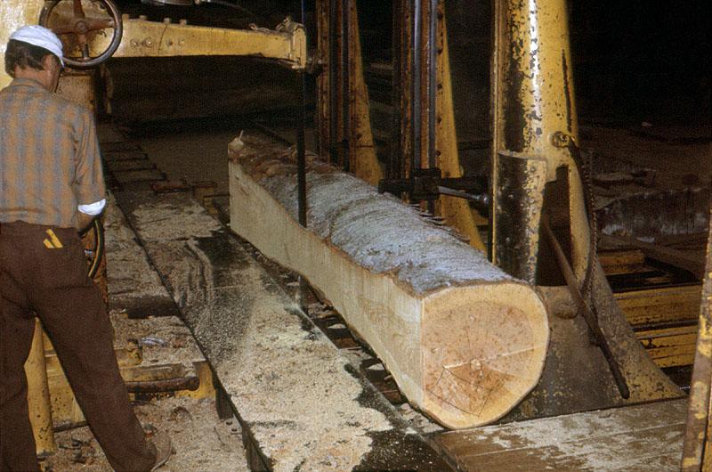 Débit du premier découvert sur une grume de merisier, troisième passe.