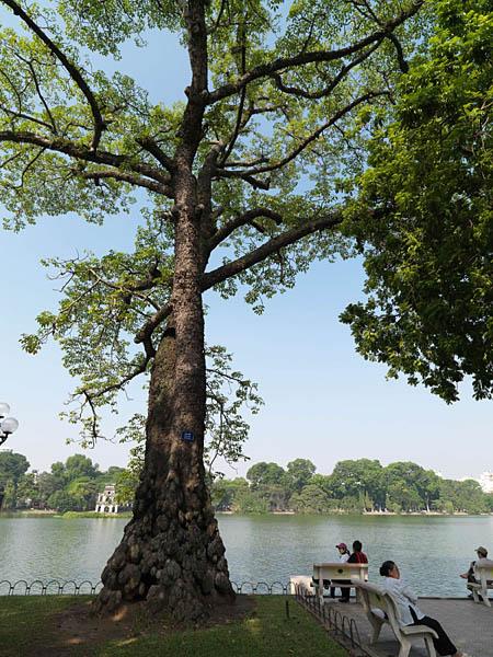Arbre ancien sur la promenade de la rive est du lac Hoan Kiem.