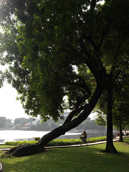 Arbre ancien sur la promenade de la rive est du lac Hoan Kiem.