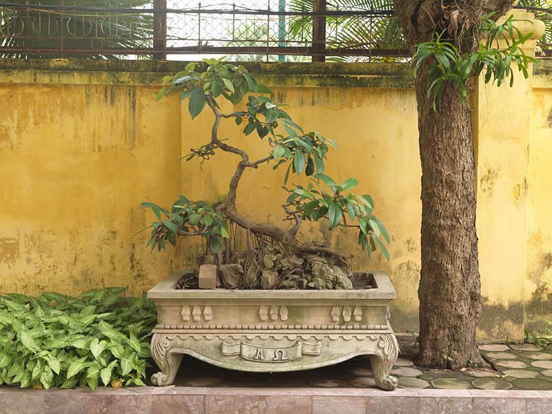 Bonsaï dans le jardin de la mission, rue Nha Chung.