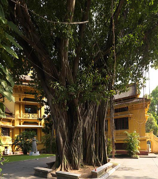 Musée de l'histoire du Vietnam, rue Trang Tien. Le jardin recèle des arbres déjà remarqués lors de la construction du bâtiment.