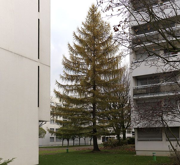 Chevilly-Larue, grand ensemble dit La Croix du Sud, avenue de la Croix-du-Sud, boulevard Jean-Mermoz . Vue sur le parc de la résidence.