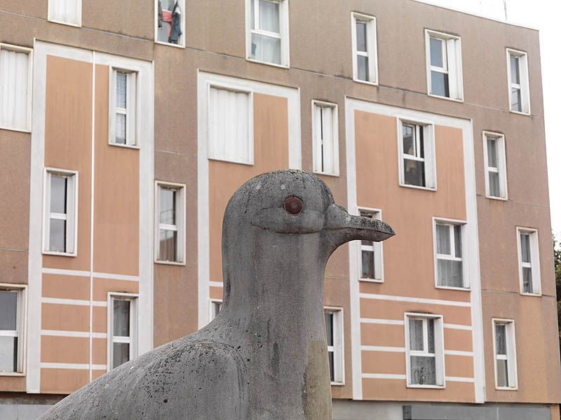 Place de la treille, les pigeons.