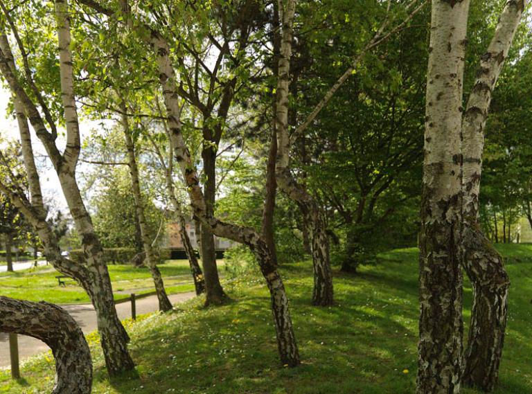 C'est le travail paysager, prévu dès l'origine de l'opération, qui a réintroduit la nature au coeur du quartier du Pont-du-Routoir, avec des allées arborées et des talus. 