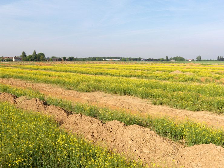 Gif-sur-Yvette. Terrains agricoles en cours d'urbanisation près de la rigole de Corbeville.