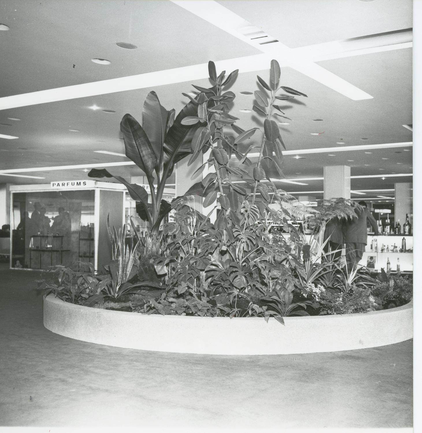 1961, plantes dans le salon du Transit (zone internationale), conception des aménagements: Joseph-André Motte assisté d'André Monpoix, 2ème étage.