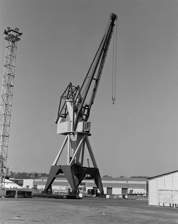 Grue Caillard sur le bassin de l'Eure.