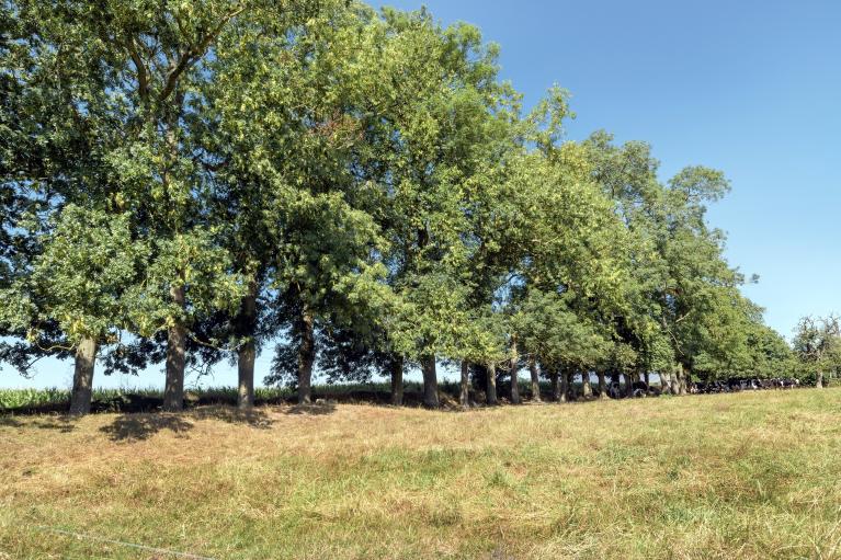 Talus planté d'arbres de haut-jet en limite de parcelle agricole, hameau de la mare Floréas.