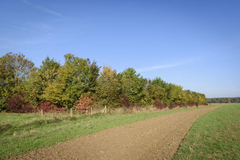 Haie vive plantée en 1998 par le Parc naturel régional des Boucles de la Seine normande, hameau des Bosquets.