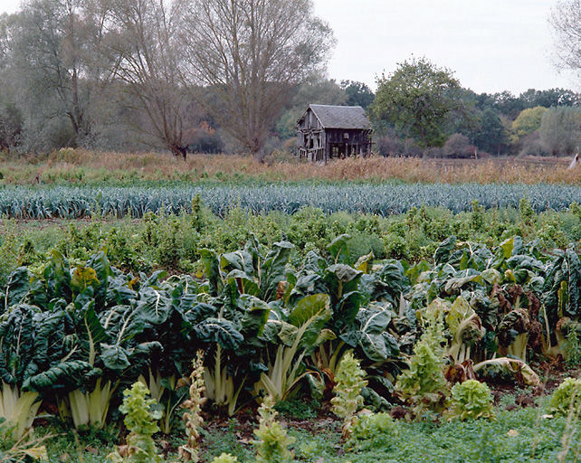 Cultures maraichères
