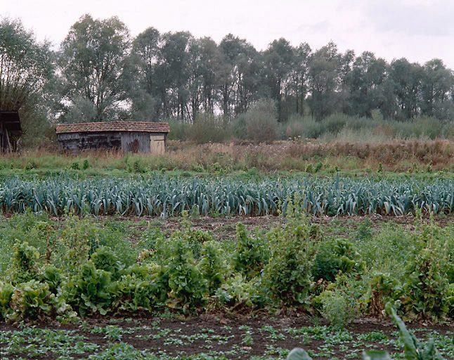 Cultures maraichères