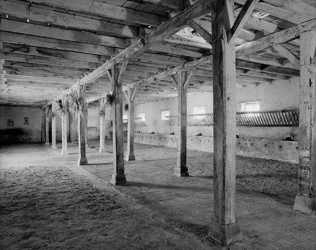 Intérieur de l'étable à vaches.