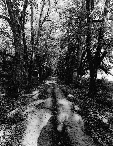 Vue générale de l'allée d'accès à la demeure, du nord-ouest.